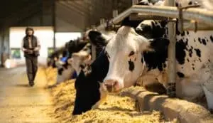 Expointer 2025 apresenta Greyman, raça inovadora de gado de corte