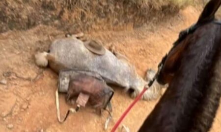 Cavalo morre após ter patas mutiladas por um facão