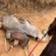 Cavalo morre após ter patas mutiladas por um facão
