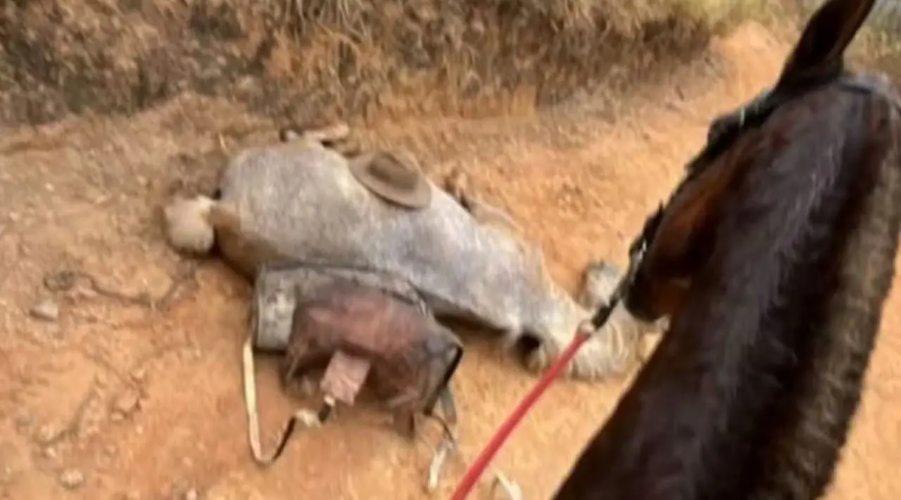 Homem que mutilou cavalo em cavalgada segue solto e revolta população