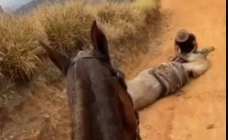 Cavalo patas cortadas Bananal