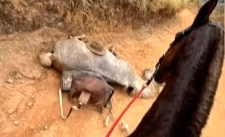 Cavalo teve as patas cortadas