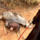 Cavalo teve as patas cortadas