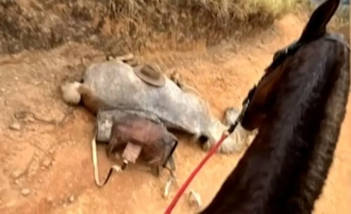Cavalo teve as patas cortadas