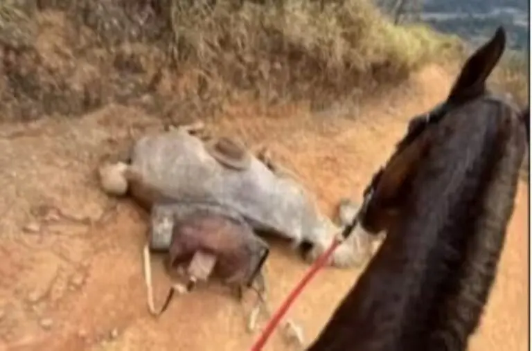 Cavavo morto em cavalgada