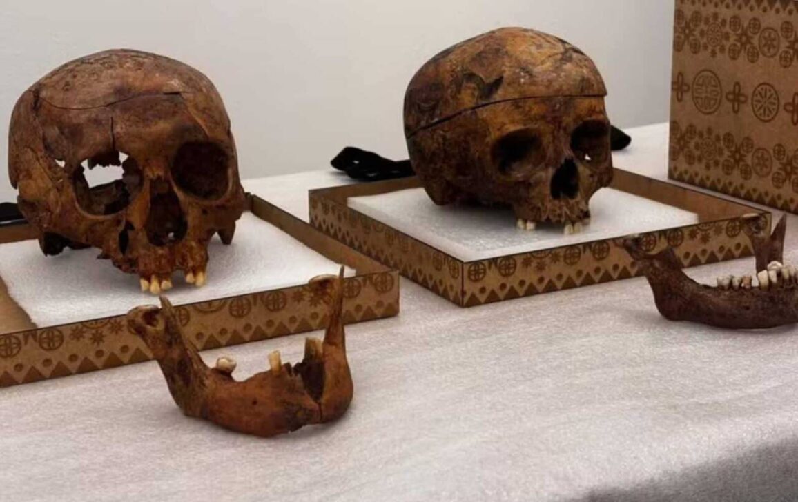 Crânios são estudados pela USP em SP