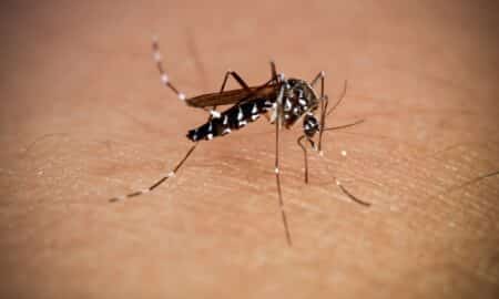 Mosquito chikungunya