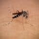 Mosquito chikungunya