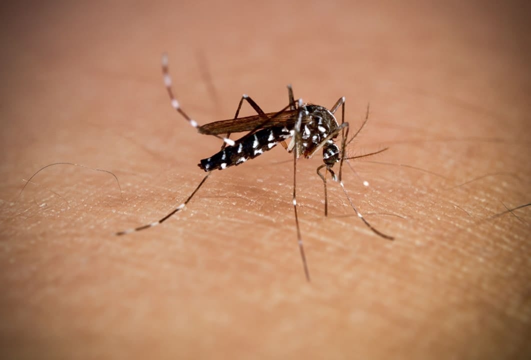 Mosquito chikungunya