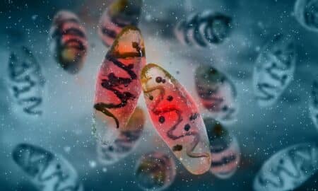 Yersinia pestis, uma espécie de bactéria