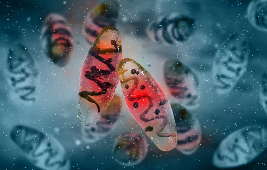 Yersinia pestis, uma espécie de bactéria