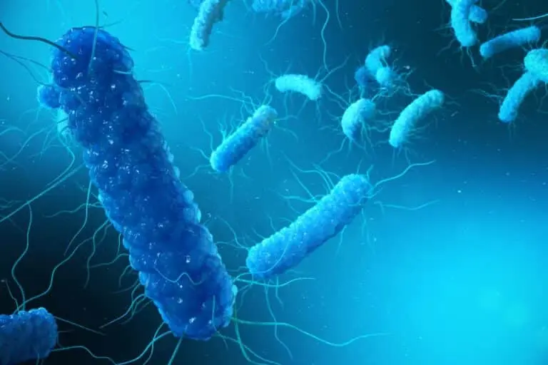 Yersinia pestis, uma espécie de bactéria