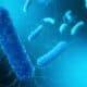 Yersinia pestis, uma espécie de bactéria