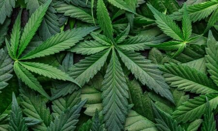 cannabis