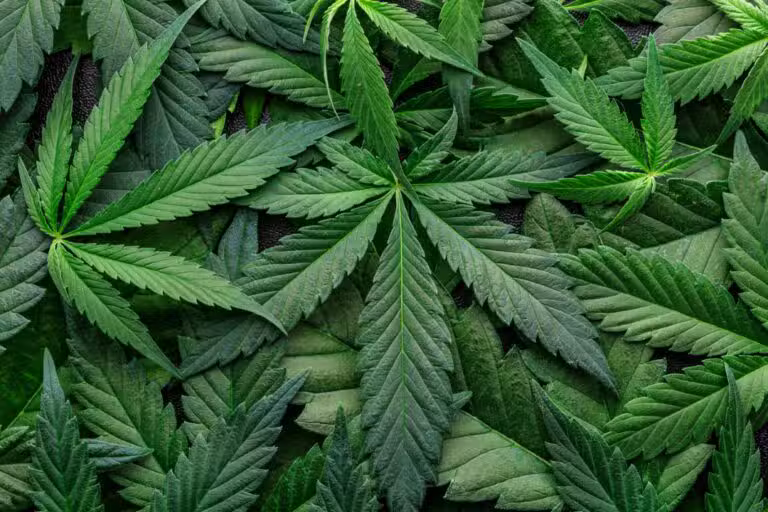 cannabis