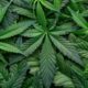 cannabis