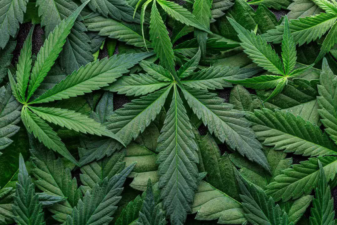 cannabis