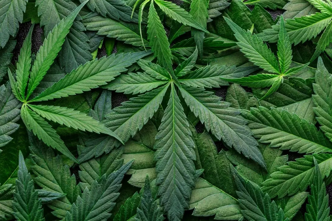 cannabis
