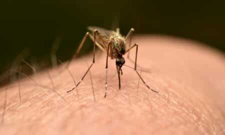 chikungunya mosquito