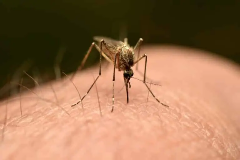 chikungunya mosquito
