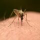 chikungunya mosquito