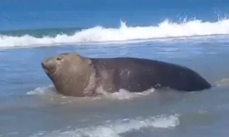 elefante marinho