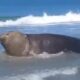 elefante marinho
