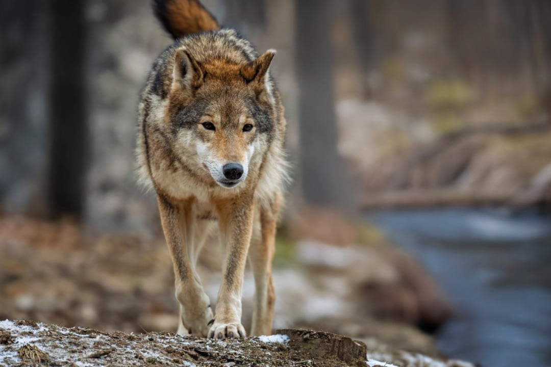 lobo