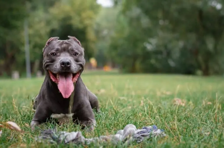 Pitbull