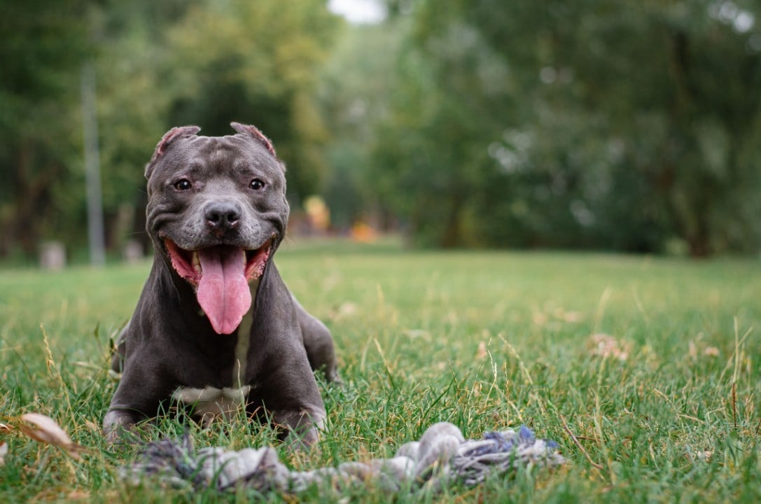 Pitbull