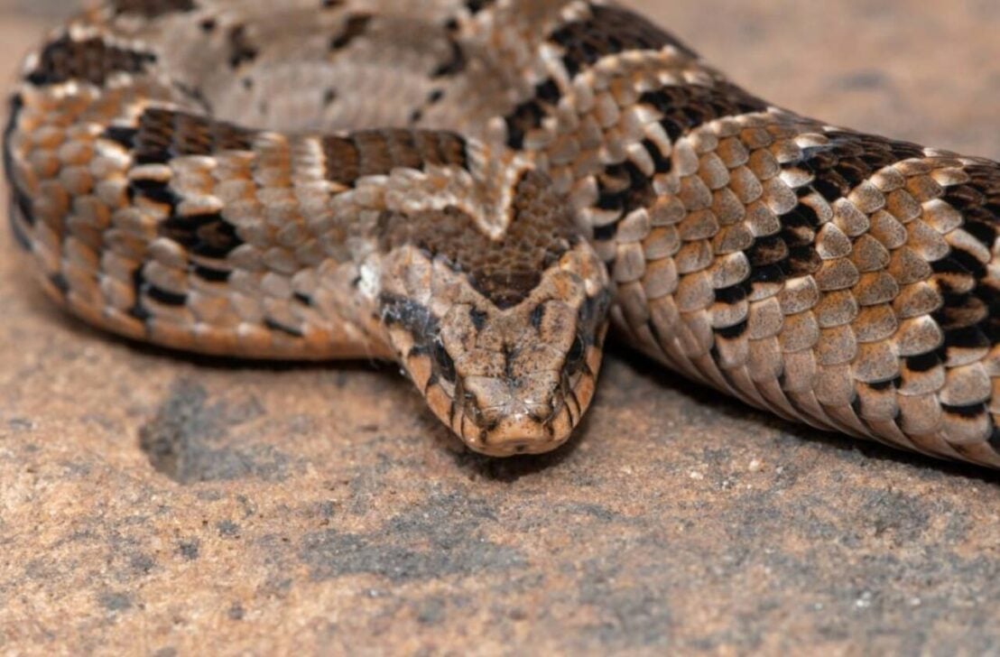 rattlesnake