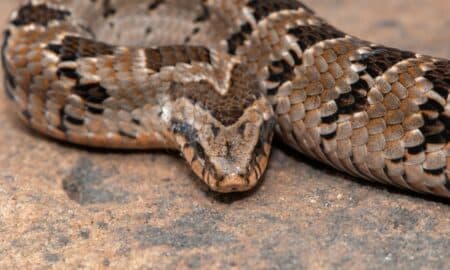 rattlesnake