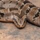 rattlesnake