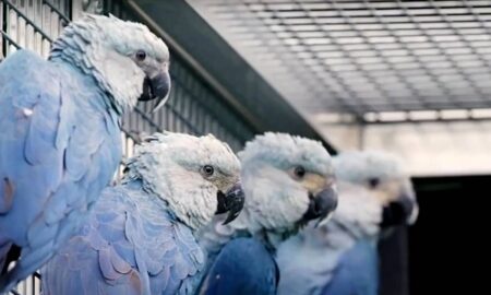 Arara Azul