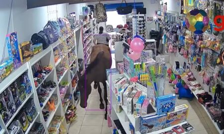 Cavalo em loja