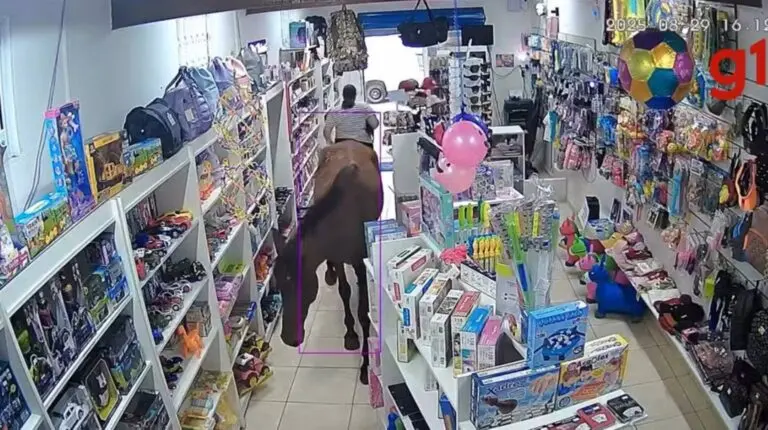 Cavalo em loja