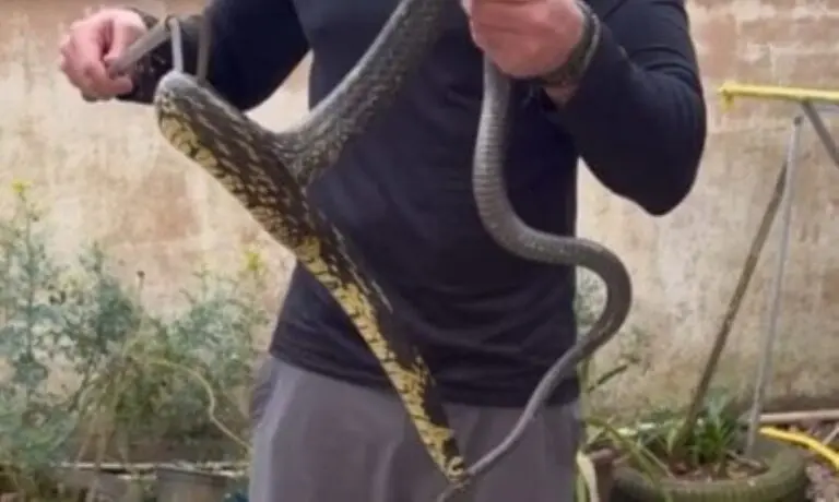 Cobra em SC