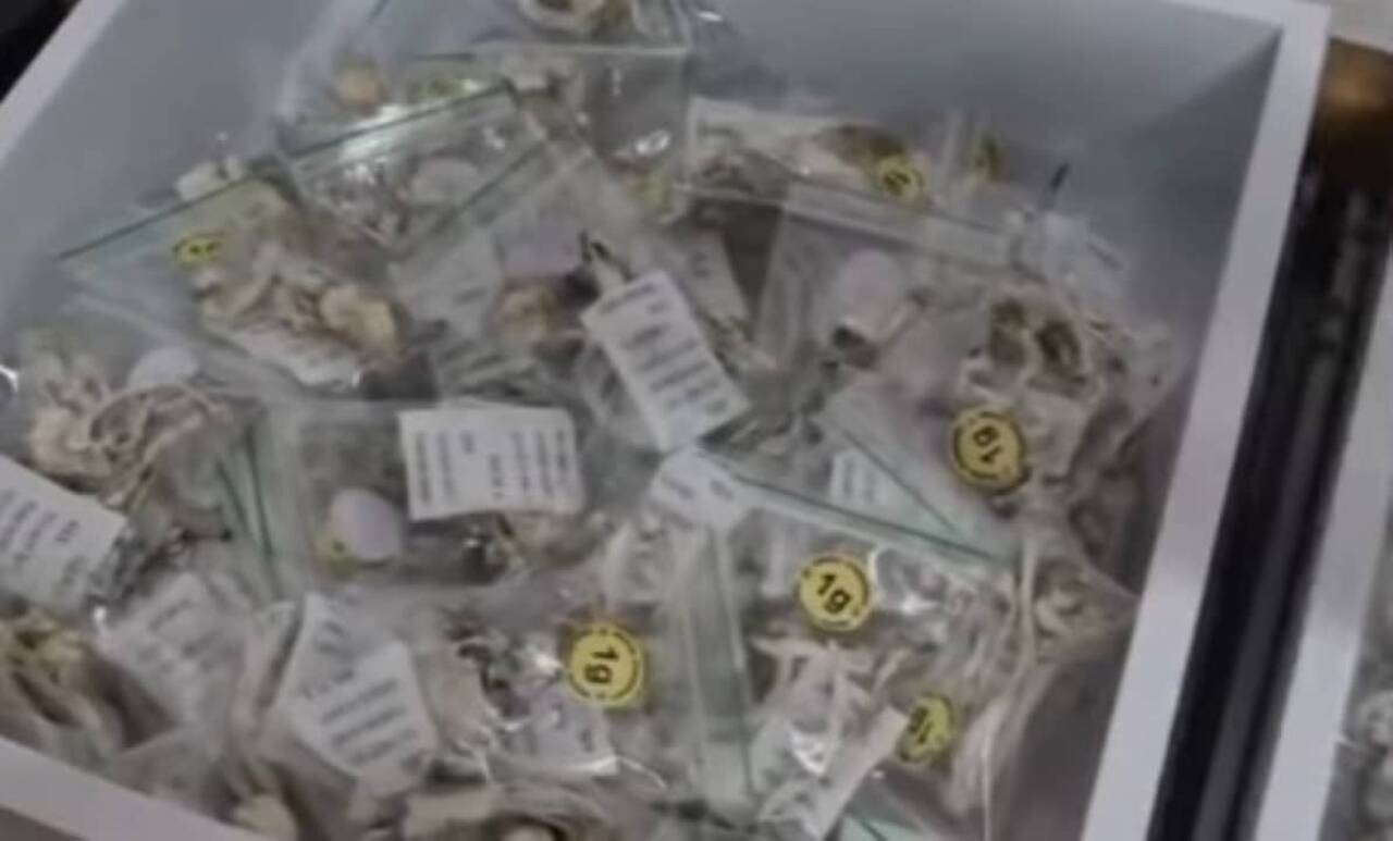 Polícia Civil desmantela rede de produção de cogumelos mágicos em 7 estados