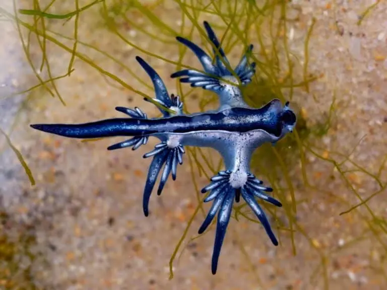 Dragão Azul