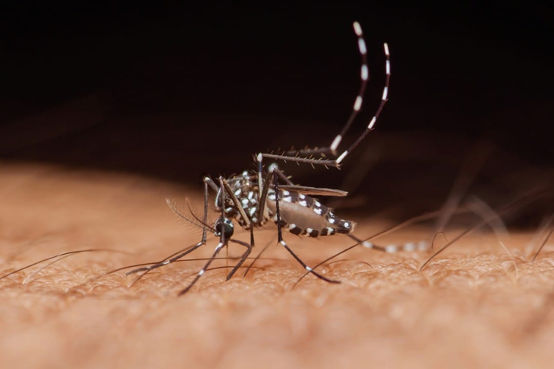 Mosquito Transmissor do vírus Zika