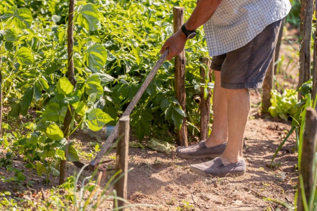 Plantação, idoso trabalhando na roça