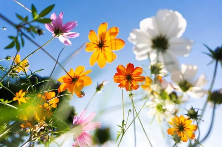 Primavera, calor, flores