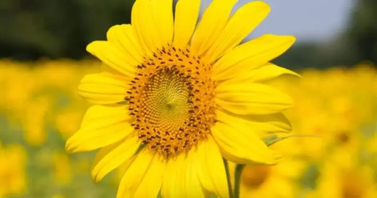Setembro Amarelo
