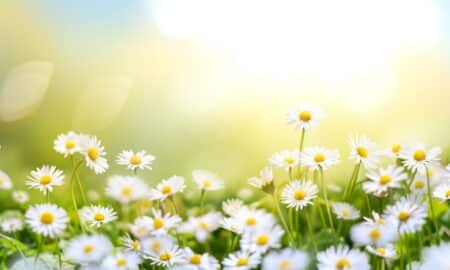 flores, primavera