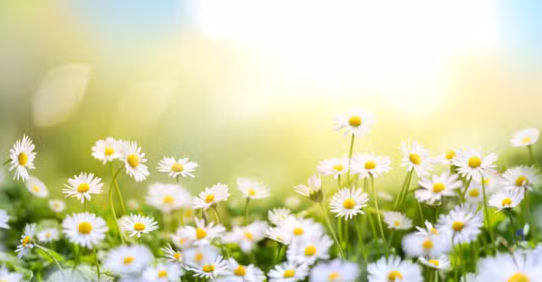 flores, primavera