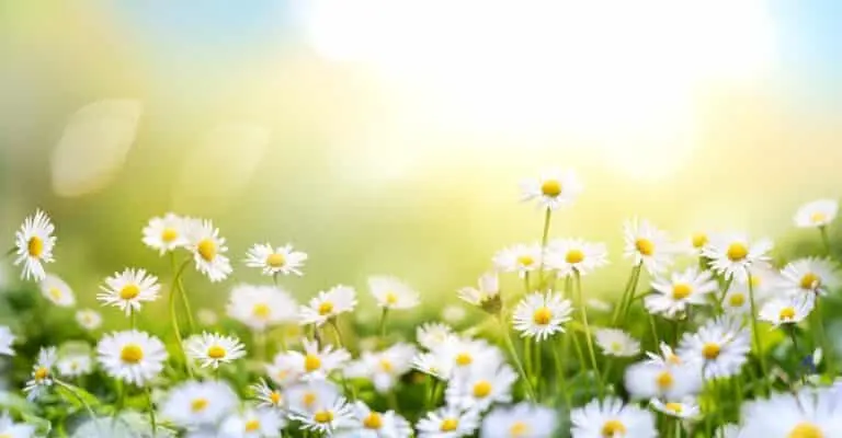 flores, primavera