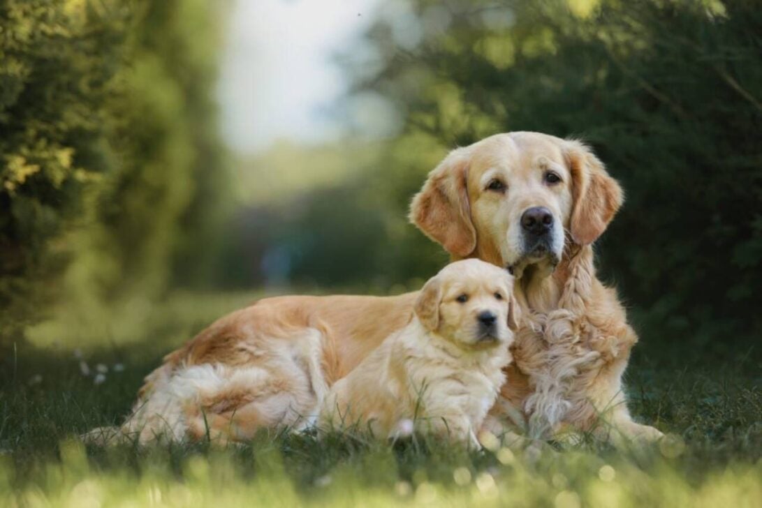 golden retriever