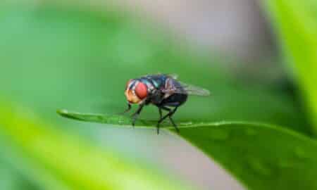 mosca