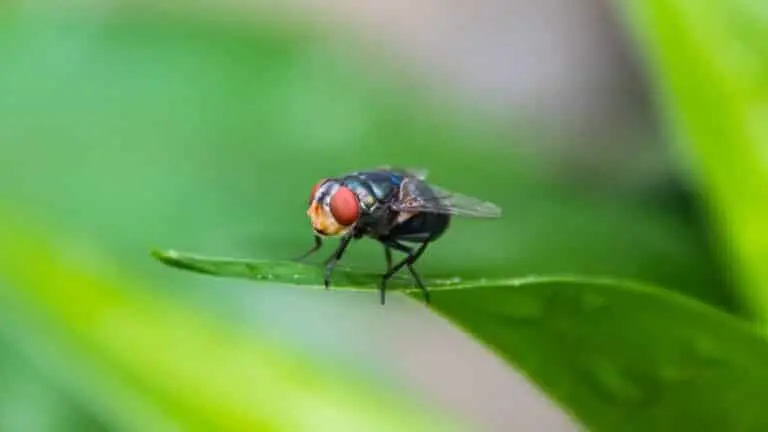 mosca