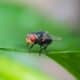 mosca